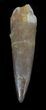 Fossil Plesiosaur Tooth - Morocco #36770-1
